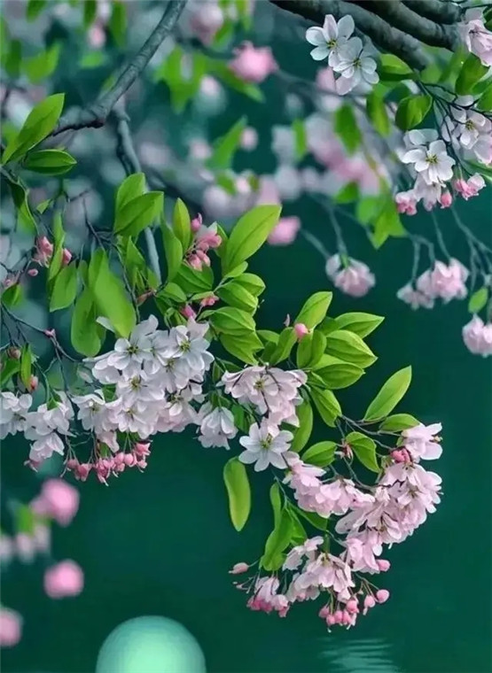 六壬预测：毕法赋3 帘幕贵人高甲第