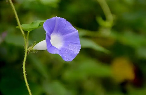 阴盘奇门象意直读诀窍