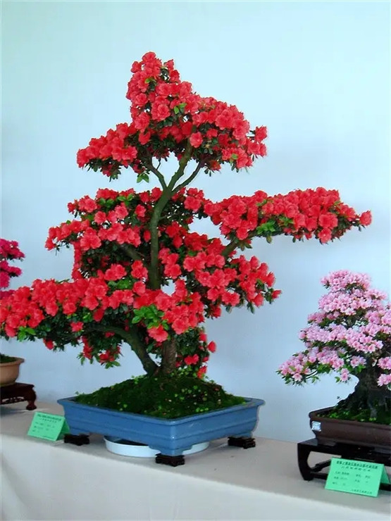 奇门遁甲格局篇【戊+丙】深层解读