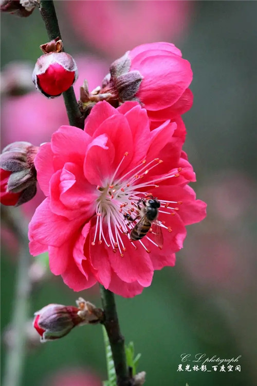 大六壬朱雀类象详解