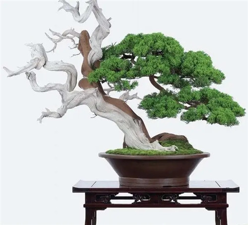 大六壬十二天将配六亲类象