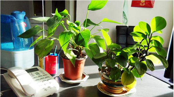 六壬金口本一家：正确用口诀，活断应期